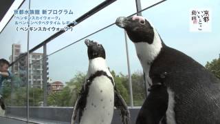 【速報！】京都水族館 新プログラム ペンギンスカイウォーク / Kyoto Aquarium / 京都いいとこ動画