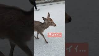 シカの鳴き声尊い