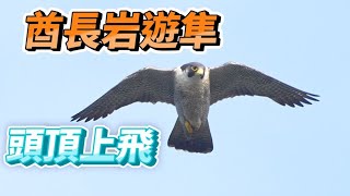 2022年酋長岩遊隼_EP09_連飛三趟_Falco peregrinus_2022年3月13日