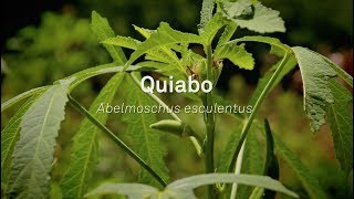 Um Pé De Quê? Quiabo - Abelmoschus esculentus