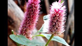 Kozhi Kondai Plant with flower - Kozhi kondai poo close-up shots