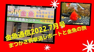 【金魚通信 2022年7月号】まつかさ病撃退レポートと金魚の旅