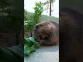 Peanut the Beaver ASMR