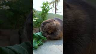 Peanut The Beaver Asmr