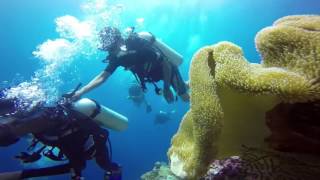 Terumbu karang WAKATOBI - Coba Liat!!!