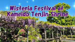 Wisteria Festival at Kameido Tenjin Shrine (Tokyo, Japan)