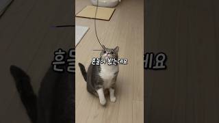 고양이가 사냥 놀이에 관심이 없다면?