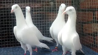 Saharanpuri Kaldume Kabootar ! And White Tare Pigeons ! Arshad idrisi pigeon lover