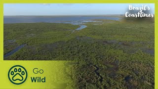 The South | Brazil's Coastlines 5/5 | Go Wild