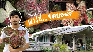 ณ บ้านสวน EP.48 | พาไปขุดบอนสีมาไว้ขาย | บอนสียอดฮิต ประดับบ้านสวยๆ | 27 สิงหาคม ค.ศ. 2021