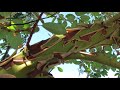 the bark that is why we crave to have a madrone arbutus tree near us.