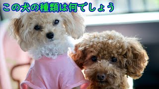 【かわいい】犬の種類を答えるクイズ【全10問】