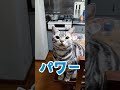 猫になかやまきんに君のパワーってる言えるか聞いてみた　 まるも 喋る猫 なかやまきんに君