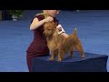 national dog show 2023 terrier group full judging nbc sports