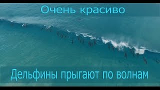 Дельфины играю и прыгают по волнам в Австралии