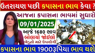 Kapas na bhav | 09-01-2025 | કપાસના ભાવ:2024 | Information about cotton crop price | Commodity Trend