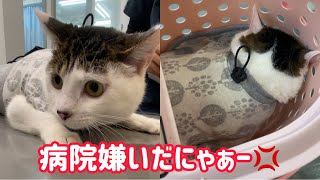 坊っちゃんの膀胱炎、再々検査の結果