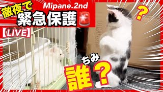 【LIVE】 元野良猫『金太郎』と『きなこ』トライアル順調！・緊急🚨徹夜でひとりぽっちの仔猫を保護・里親大募集中！