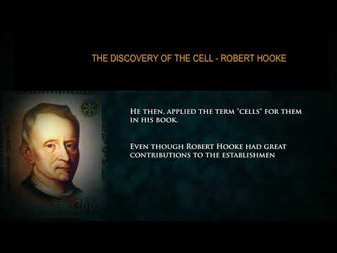 What did Robert Hooke do 1665?