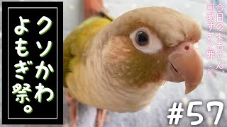 【ウロコインコ】よも日記#57