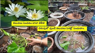 Growing water lilies in our garden