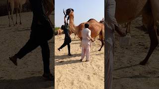 Camelbaby and onwer healping camel of ther desert