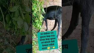 शेळीचा पाय लंगडा याला लागला 🤔#goats#goatfarming#farming# farm#trending shorts#बकरी काइ लाज#बकर#शेळी