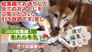 【柴犬】謹賀新年！虎次郎が編集し直した2019年総集編で2020年を迎える柴犬の本気【shibainu】