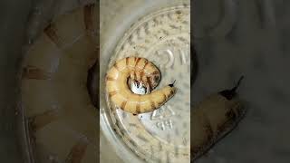 time lapse of superworm pupae turning into beetle #shorts #youtubeshorts #superworm