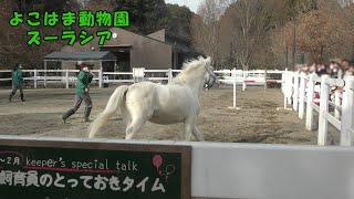 【よこはま動物園ズーラシア】ポニーのジャンプショー