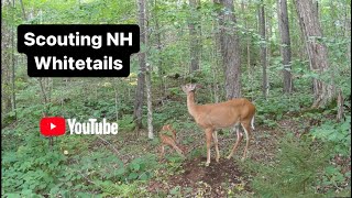 Scouting Mountain Bucks for New Hampshire bow season