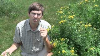 Common Tansy, identification of the Wisconsin Invasive Species Tanacetum vulgare