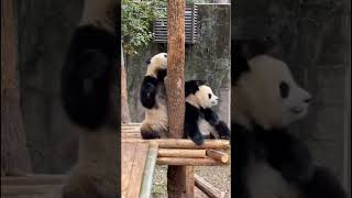 熊猫宝宝假装爬树，其实就是在偷袭 #panda #funny #cute #animals #cutepanda #pets #zoo #memes #love #comedy