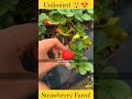 Unlimited Strawberry Farm!||@dhruvrathee @DRshorts #shortvideo #shorts #short