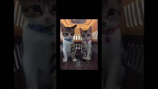 Funny cat | cute cats and dogs reaction animals doing funny things #funnycats #shorts #cats #200