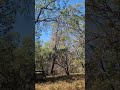 Dead oak tree falling down