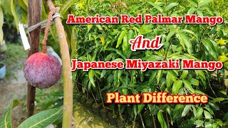 American Red Palmar Mango AND Japanese Miyazaki Mango Plant Difference // Call-9679167526