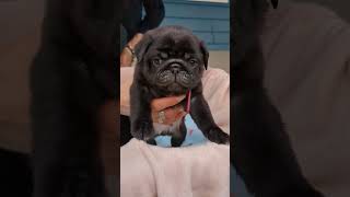 Ritita and Sammy's Litter - 12/8/2024 (With Collars in Description) - 5  #pug #puppy