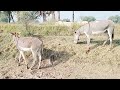 excellent donkey mating first time part 3