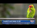 Parrots return to San Diego