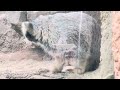 pallas s cat アズちゃん家の仔マヌルたち　マヌルネコ　神戸どうぶつ王国にて　2024年12月27日