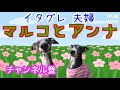 【猫飯テロ】初めてさんまを食べた子猫の可愛すぎる反応w　保護10日目【幸せを招く保護猫きなこ】 保護猫 子猫