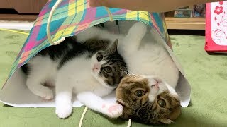 【悲報】ぽこ太郎、おっさんの育児を放棄する…【パパ猫・子猫】