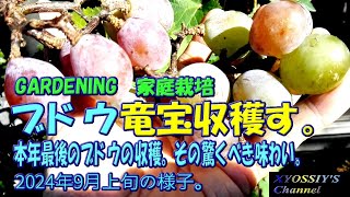 【XYOSSIYの果樹チャンネル】2024年9月上旬の様子　本年最後のブドウ「竜宝」を収穫し、その味わいを食レポしました。