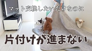 犬に邪魔をされてマットの交換に日が暮れそうです～多頭飼い～チワワ・シーズー・ミニチュアピンシャー・トイプードル