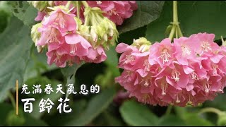 百鈴花--亞泥生態園區