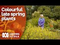 Grow these plants to bring colour to your late spring garden | Gardening 101 | Gardening Australia