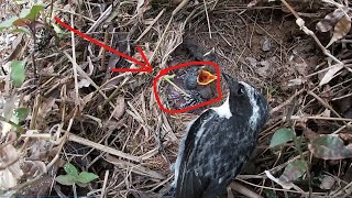 Day11,The cuckoo bird stopped pushing the bird and removed the guardrail