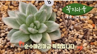 [10월23일]순수마리아금 특집입니다!/꼭지가 추천하는 핫한 금다육