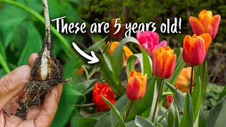How to Store Tulip Bulbs (for Better Flowering Next Year!)